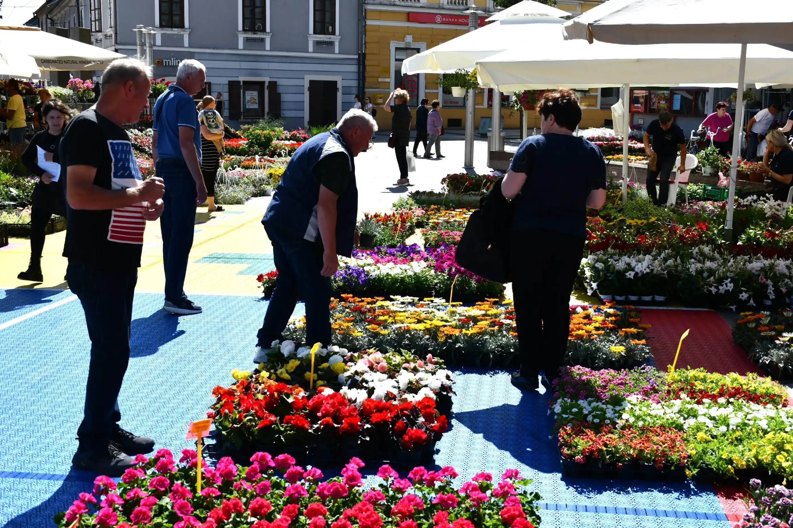 Festival cvijeća i jagoda 2024 (8) Festival cvijeća i jagoda 2024 (8)