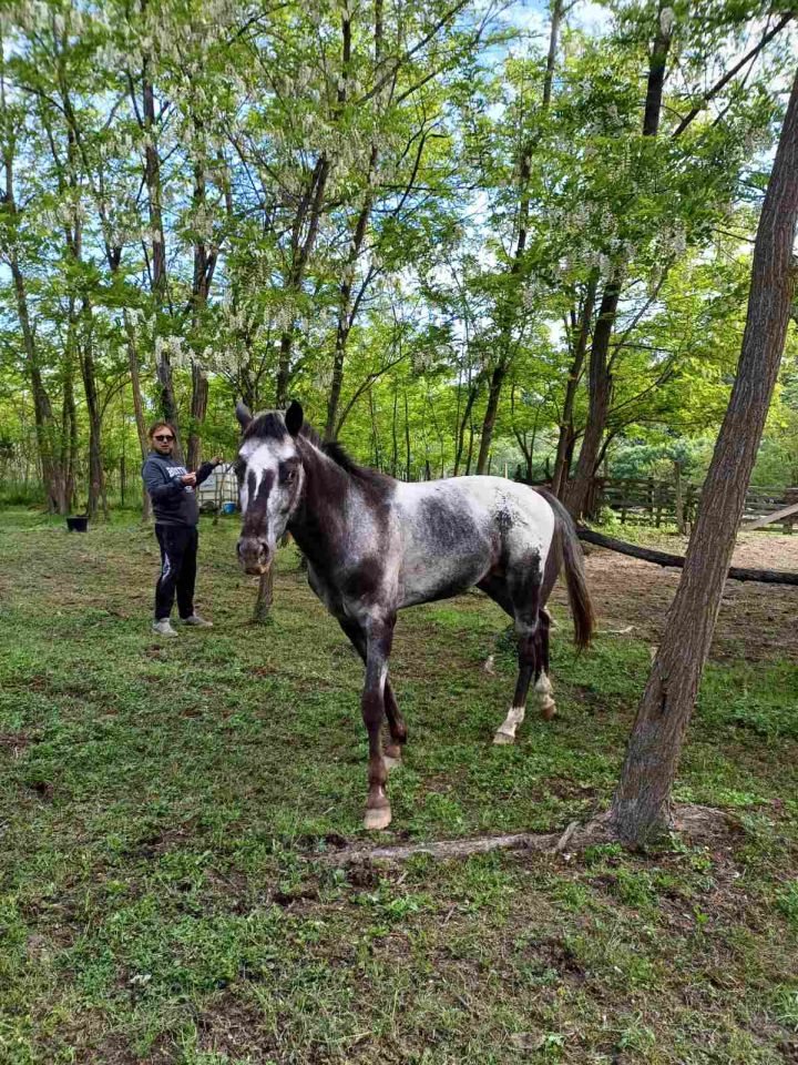 Festival napuhanaca 2025 Pleškovec (7)