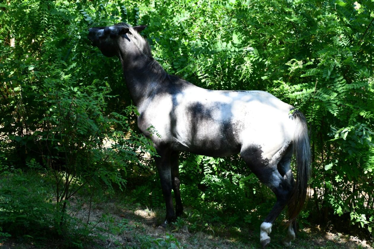 Festival napuhanaca Pleškovec 2025 (27)