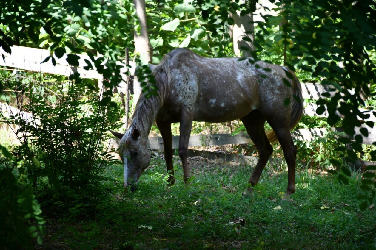 Festival napuhanaca Pleškovec 2025 (28)