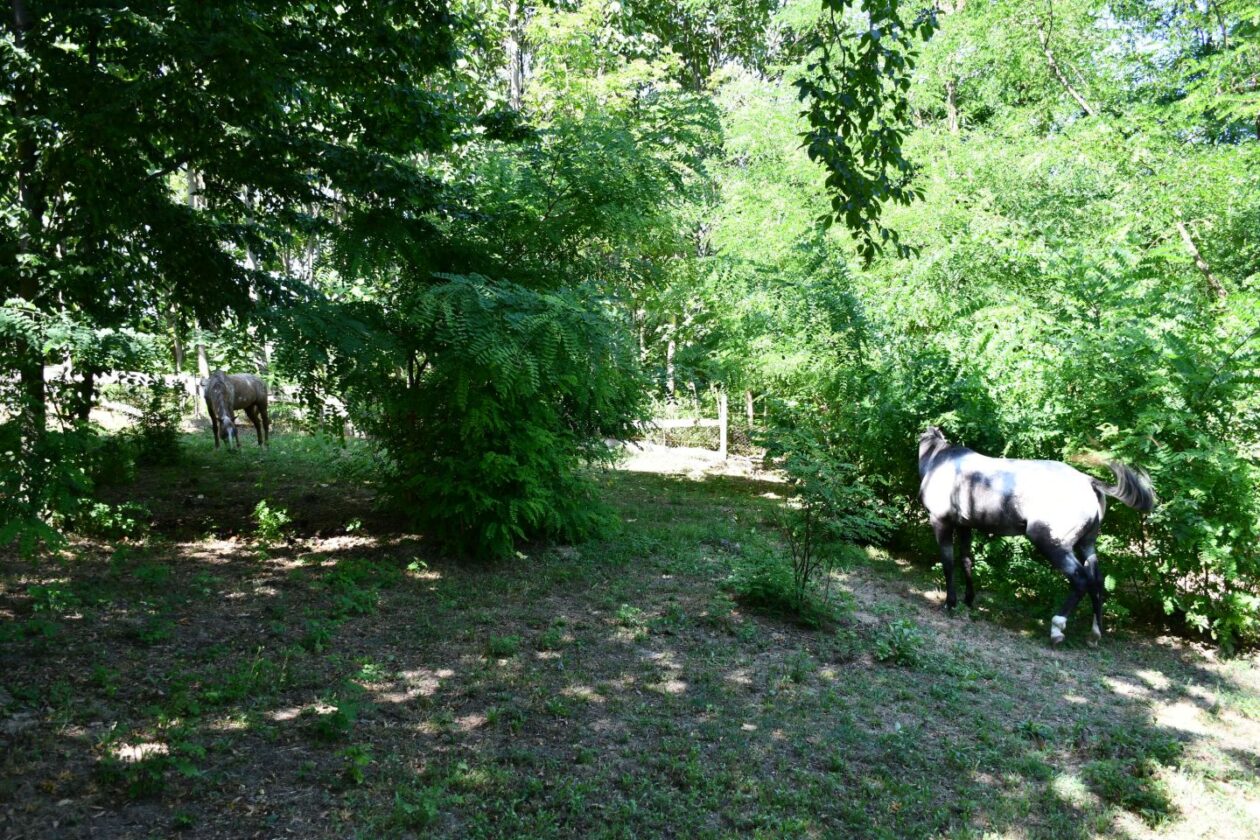 Festival napuhanaca Pleškovec 2025 (30)