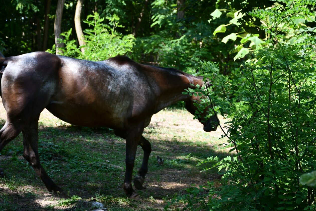 Festival napuhanaca Pleškovec 2025 (31)