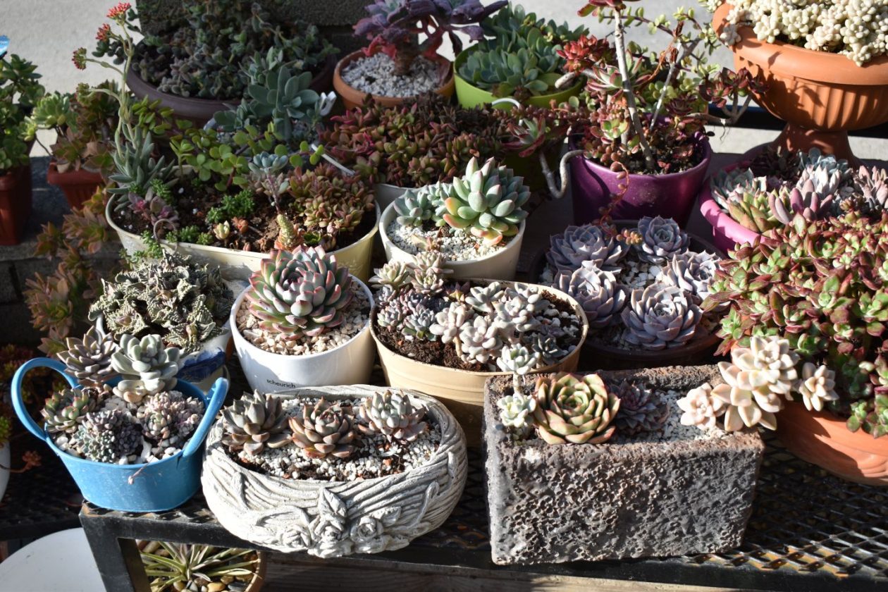 Fikreta Leček iz Peklenice (1)