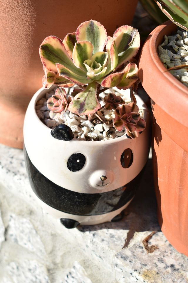 Fikreta Leček iz Peklenice (3)