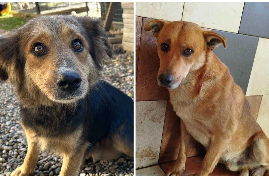 FotoJet (1) FotoJet (1)