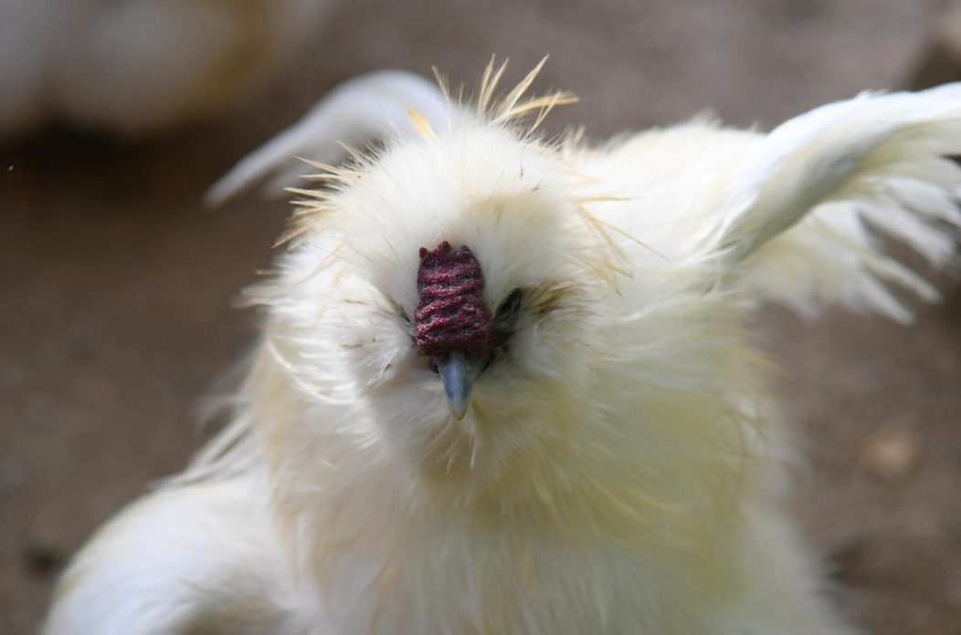 PTIČJA GRIPA Damir Spehar/PIXSELL