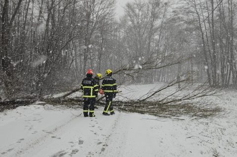 DVD Selnica stablo na cesti drvo cesta snijeg