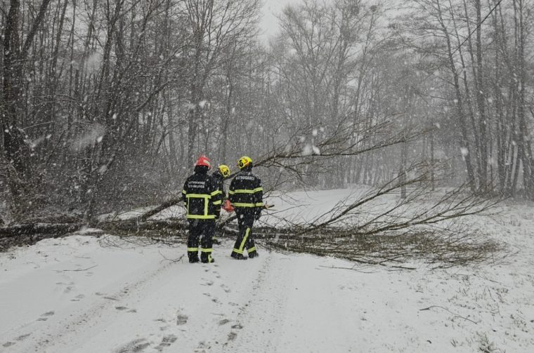 DVD Selnica stablo na cesti drvo cesta snijeg