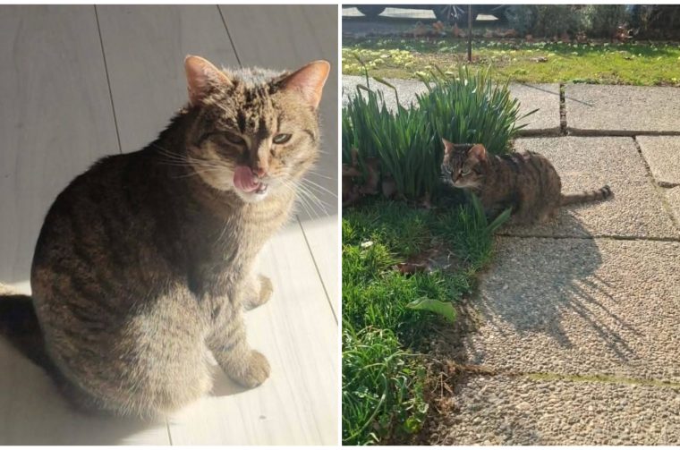 Nestala Mačka Zavnoha