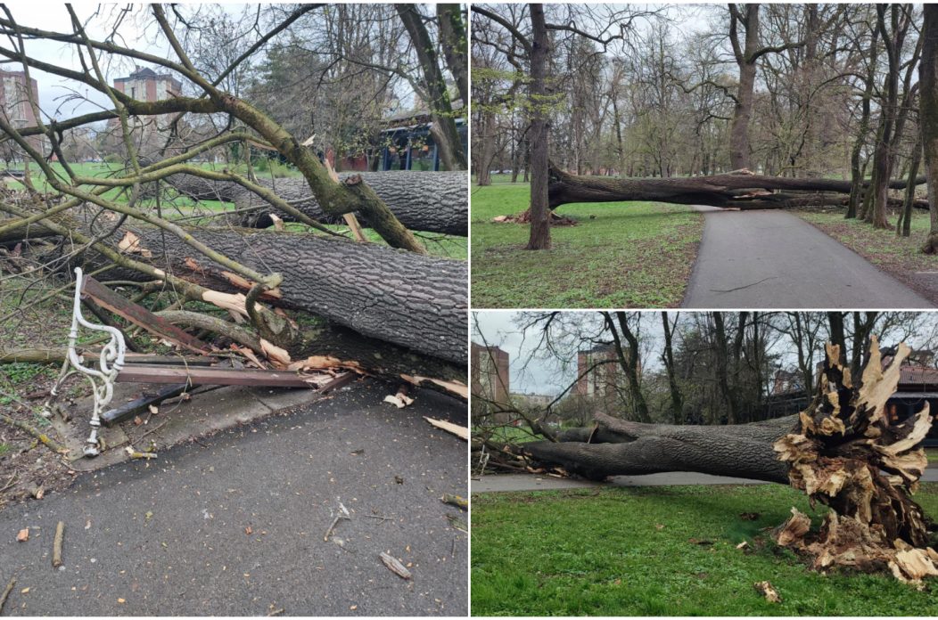 Srušeno stablo Čakovec (5)