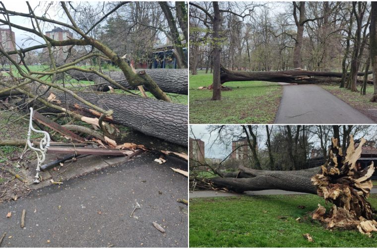 Srušeno stablo Čakovec (5)