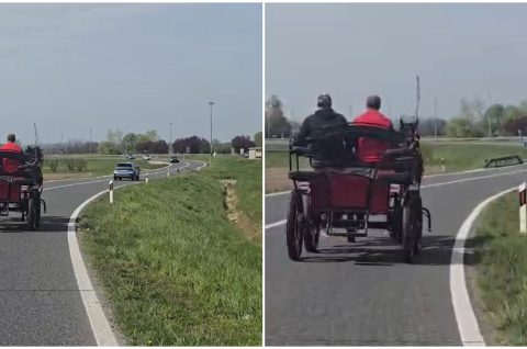 konj