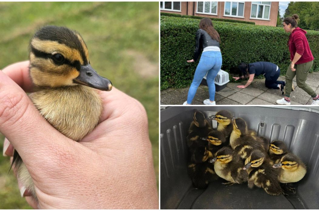 Veterinarska stanica Prelog – patka patke (5)