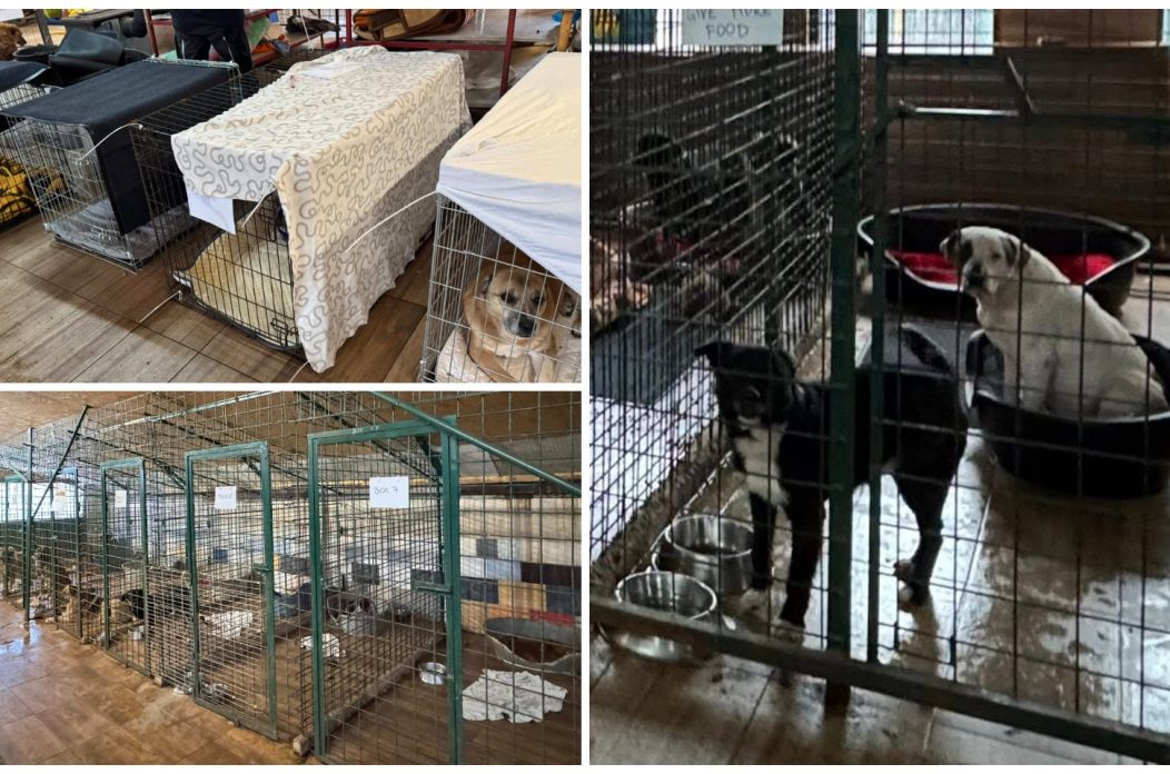 Azil Prijatelji Čakovec