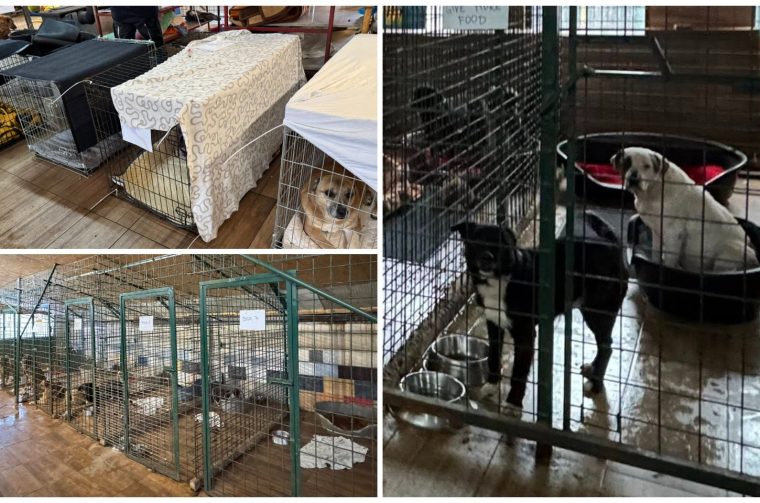 Azil Prijatelji Čakovec Azil Prijatelji Čakovec