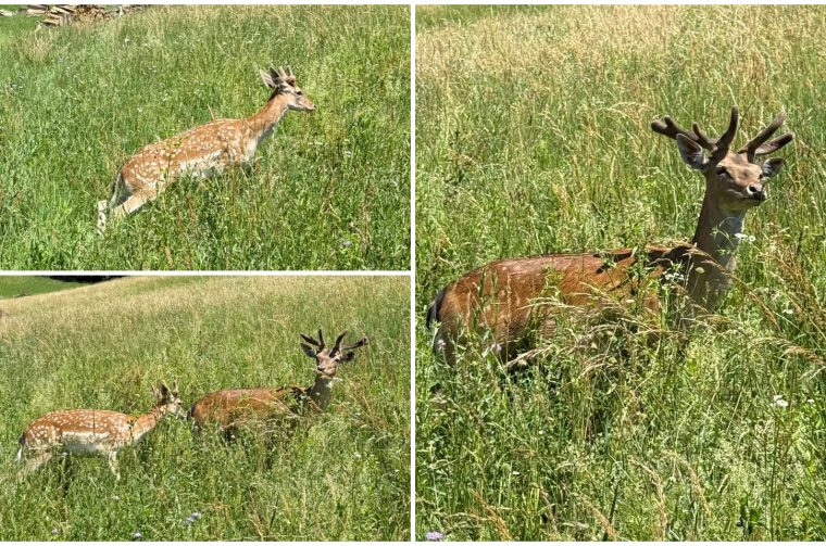 Župa Štrigova jeleni lopatari (3) Župa Štrigova jeleni lopatari (3)