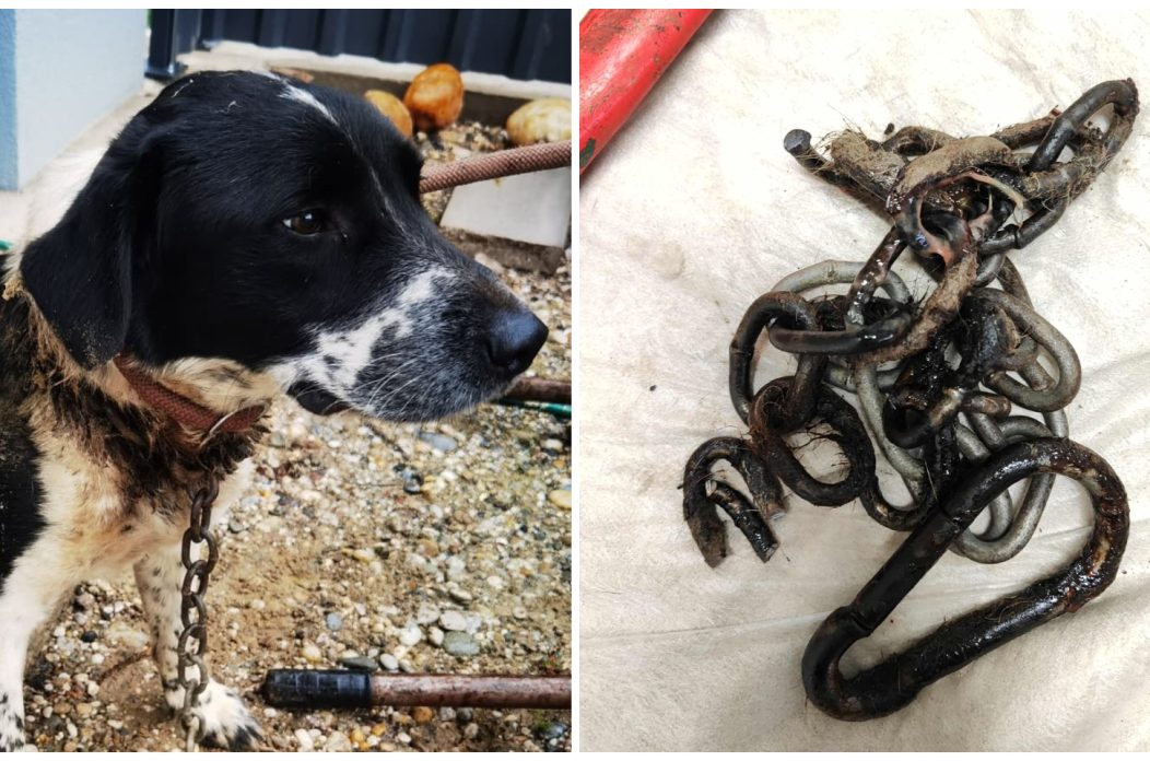 Azil Prijatelji Čakovec