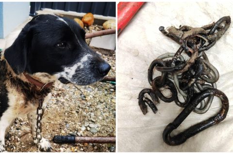 Azil Prijatelji Čakovec Azil Prijatelji Čakovec