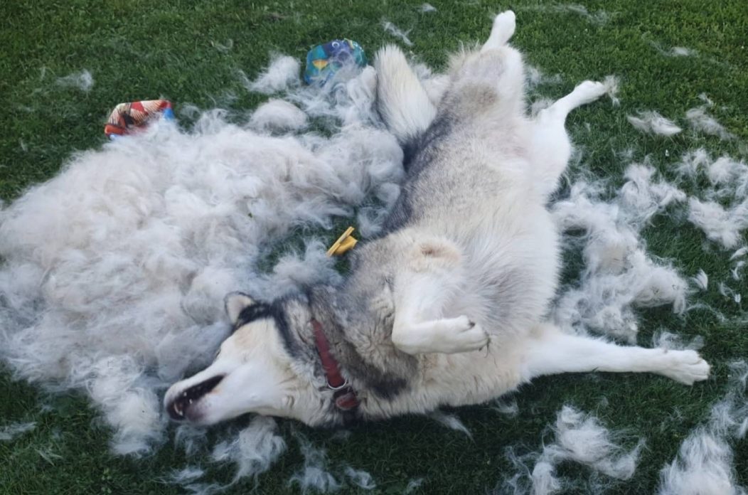 Sezona linjanja – husky linjanje dlaka