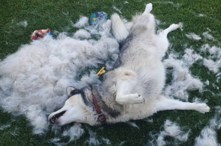 Sezona linjanja – husky linjanje dlaka