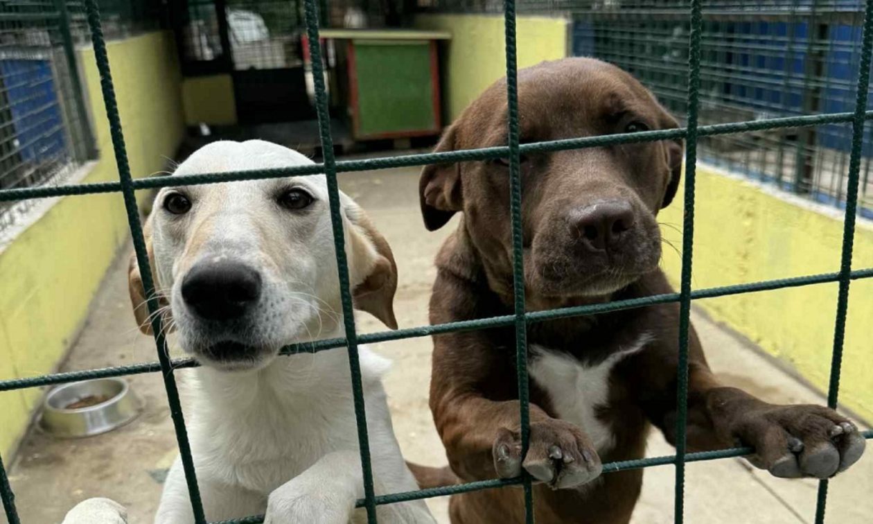 Azil Prijatelji Čakovec