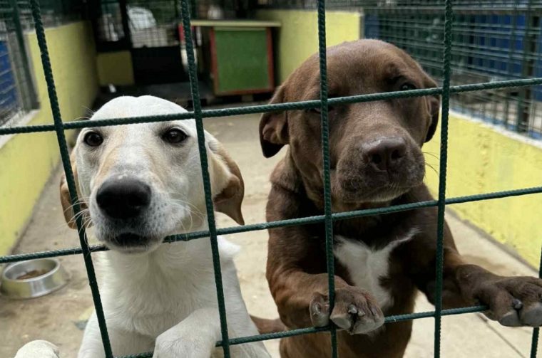 Azil Prijatelji Čakovec