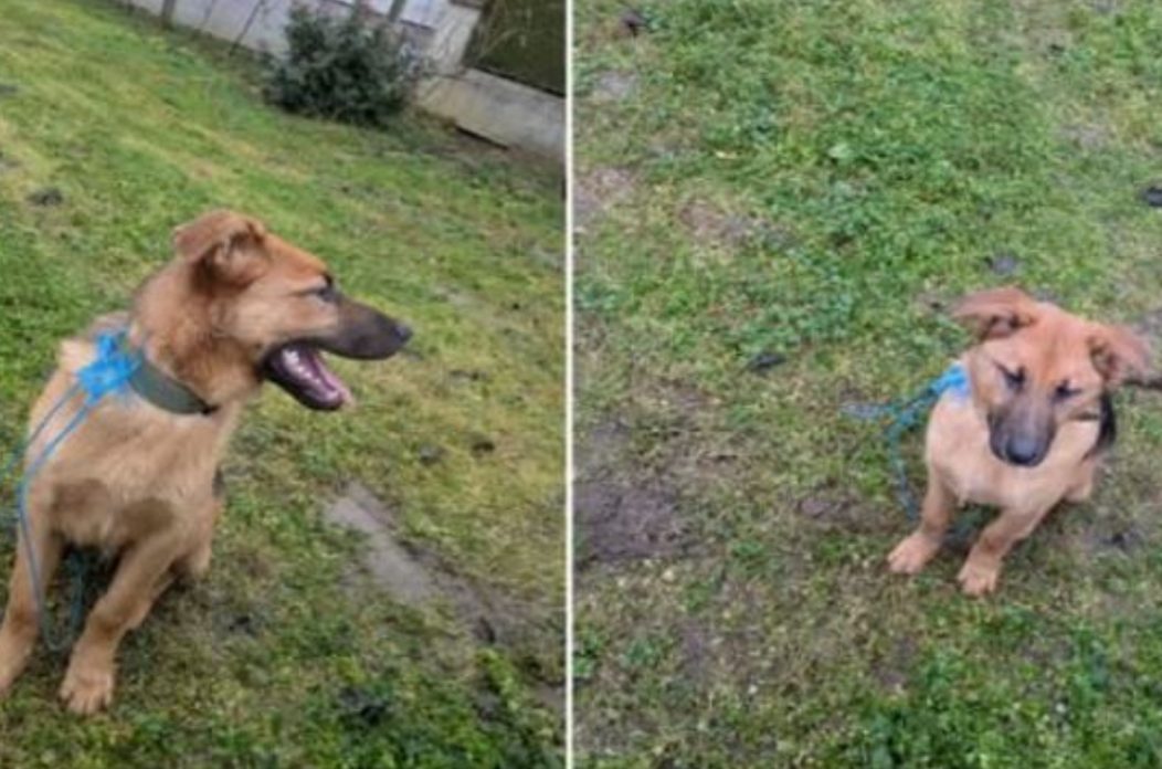 Pronađen pas Ferketinec – Miklavec