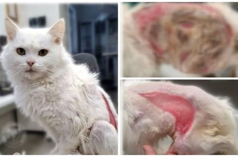 Mačka transformacija udruga sklonište dobrote Mačka transformacija udruga sklonište dobrote