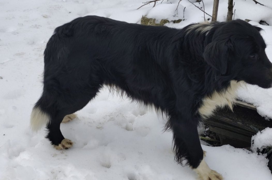 pronađen pas Podturen