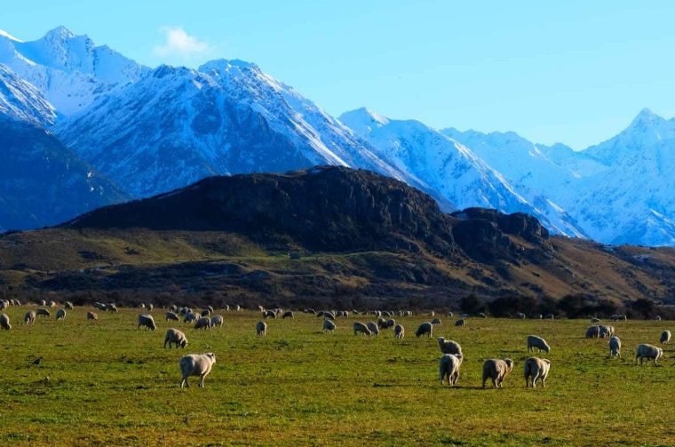 KNJIŽNICA NIKOLA ZRINSKI Anamarija i Luciano – novi zeland KNJIŽNICA NIKOLA ZRINSKI Anamarija i Luciano – novi zeland