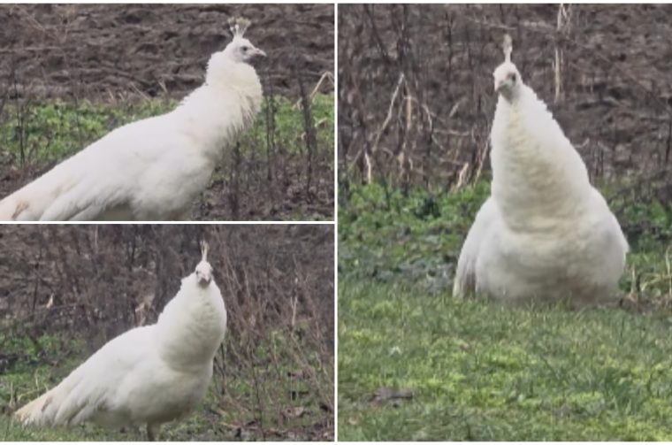 albino paun vukanovec