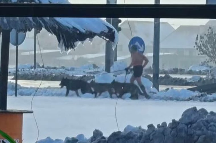 zima psi trčanje zima psi trčanje