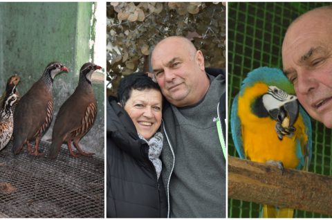 ČEHOVEC ptice Baranašić (2)