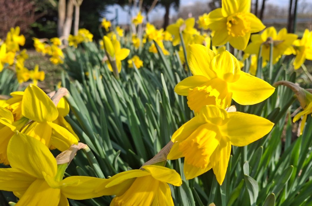 Narcisa narcise cvijet