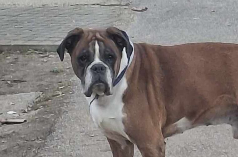 Pronađen pas Nedelišće Hrašćan Lončarevo