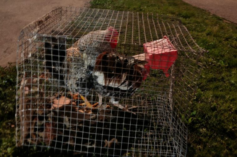 Kavez kokoši Kavez kokoši