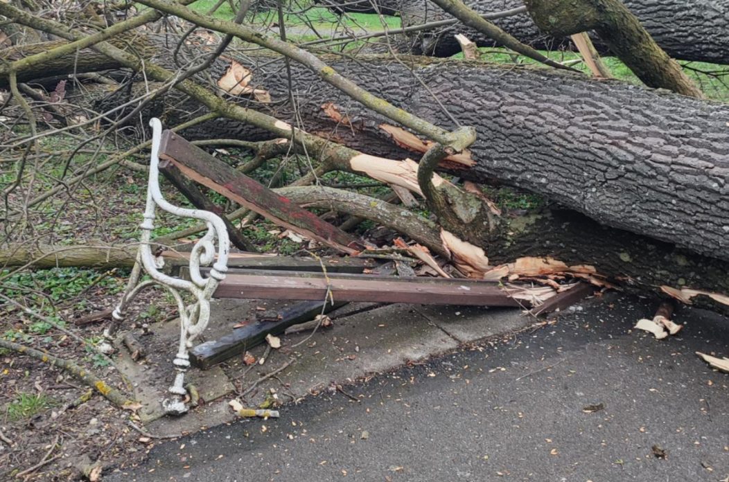 Srušeno stablo Čakovec (5)