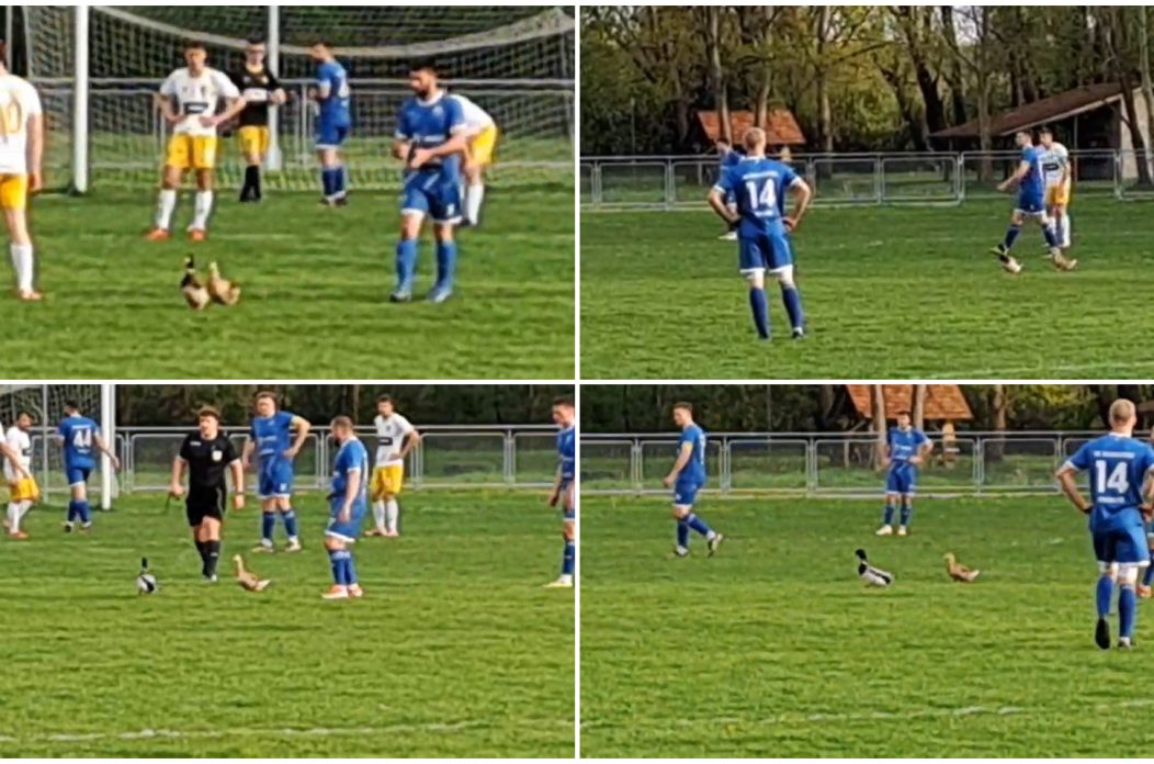 Oporovec Podbrest patke