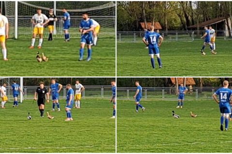 Oporovec Podbrest patke Oporovec Podbrest patke