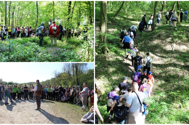 Feštetićeve staze – Brezje šuma šetnja (25)