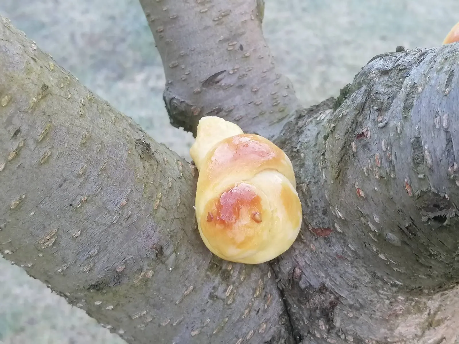 Ftičeki se ženiju (3)