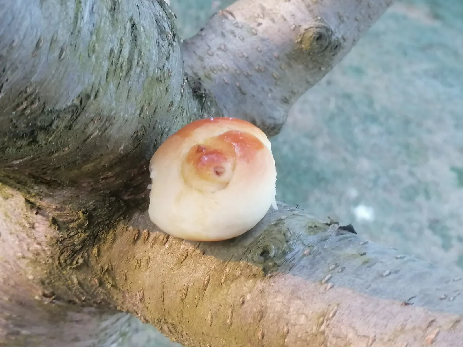 Ftičeki se ženiju (4)