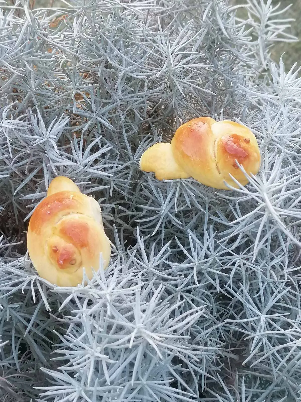 Ftičeki se ženiju (5)