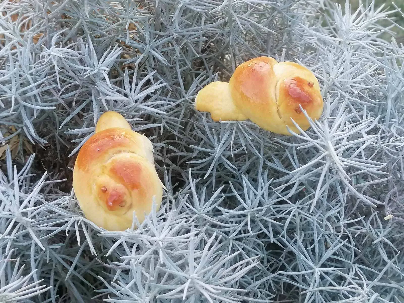 Ftičeki se ženiju (6)