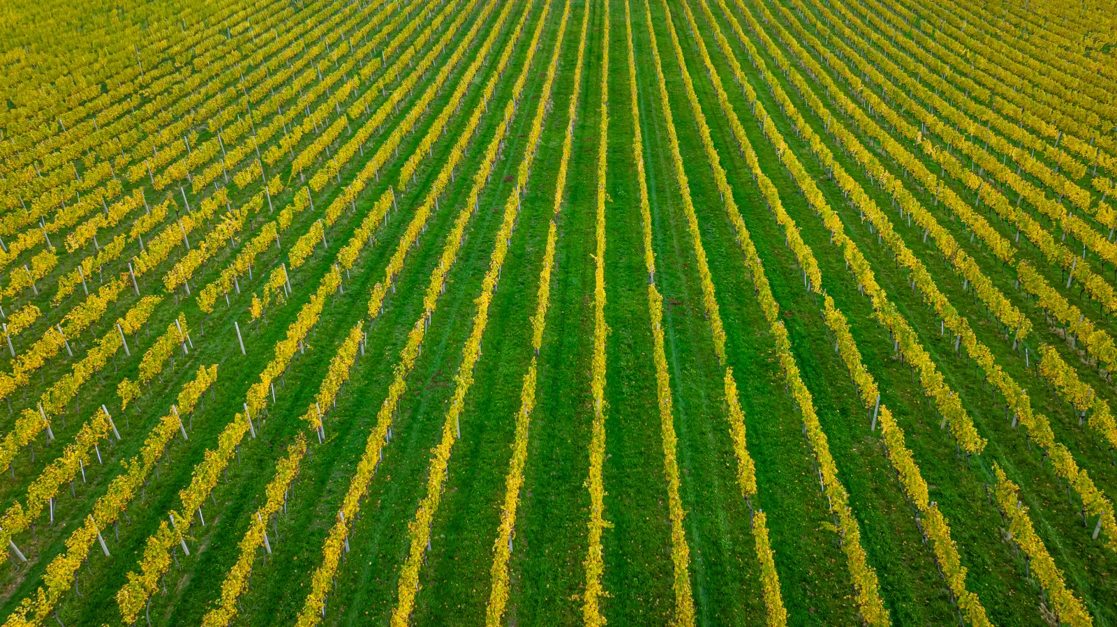 GORICE (1 of 3) GORICE (1 of 3)