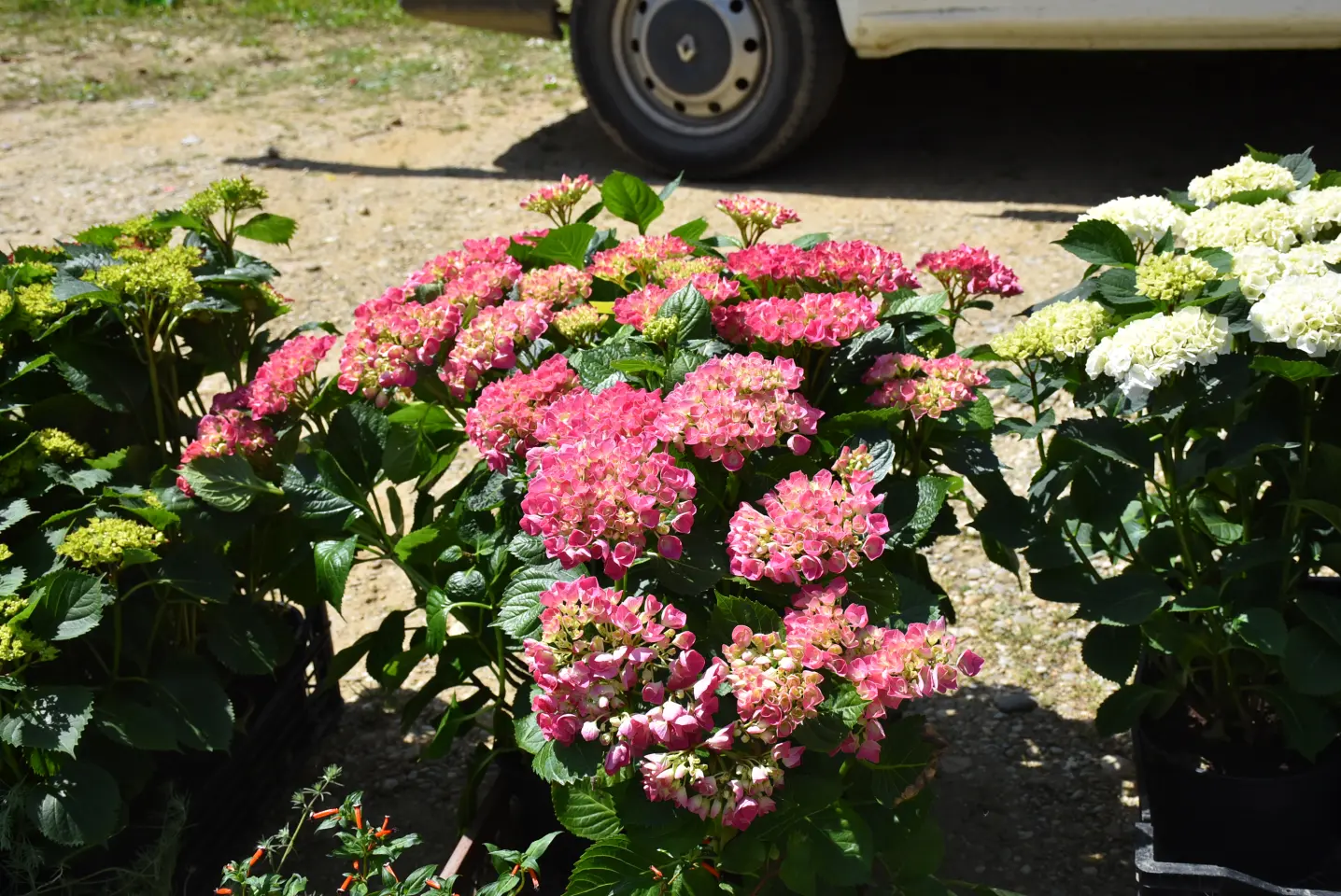 GRahijada, Sveti Martin na Muri (24) GRahijada, Sveti Martin na Muri (24)