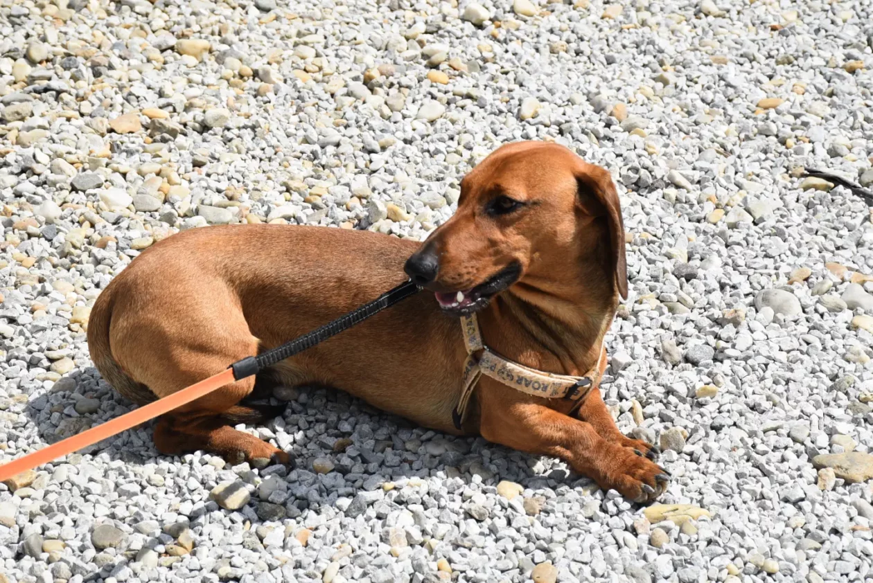 GRahijada, Sveti Martin na Muri (49)