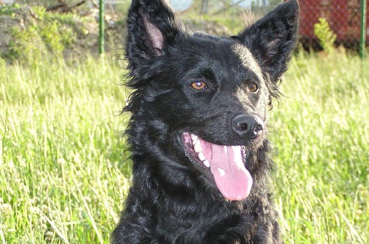 hrvatski ovčar hrvatski ovčar