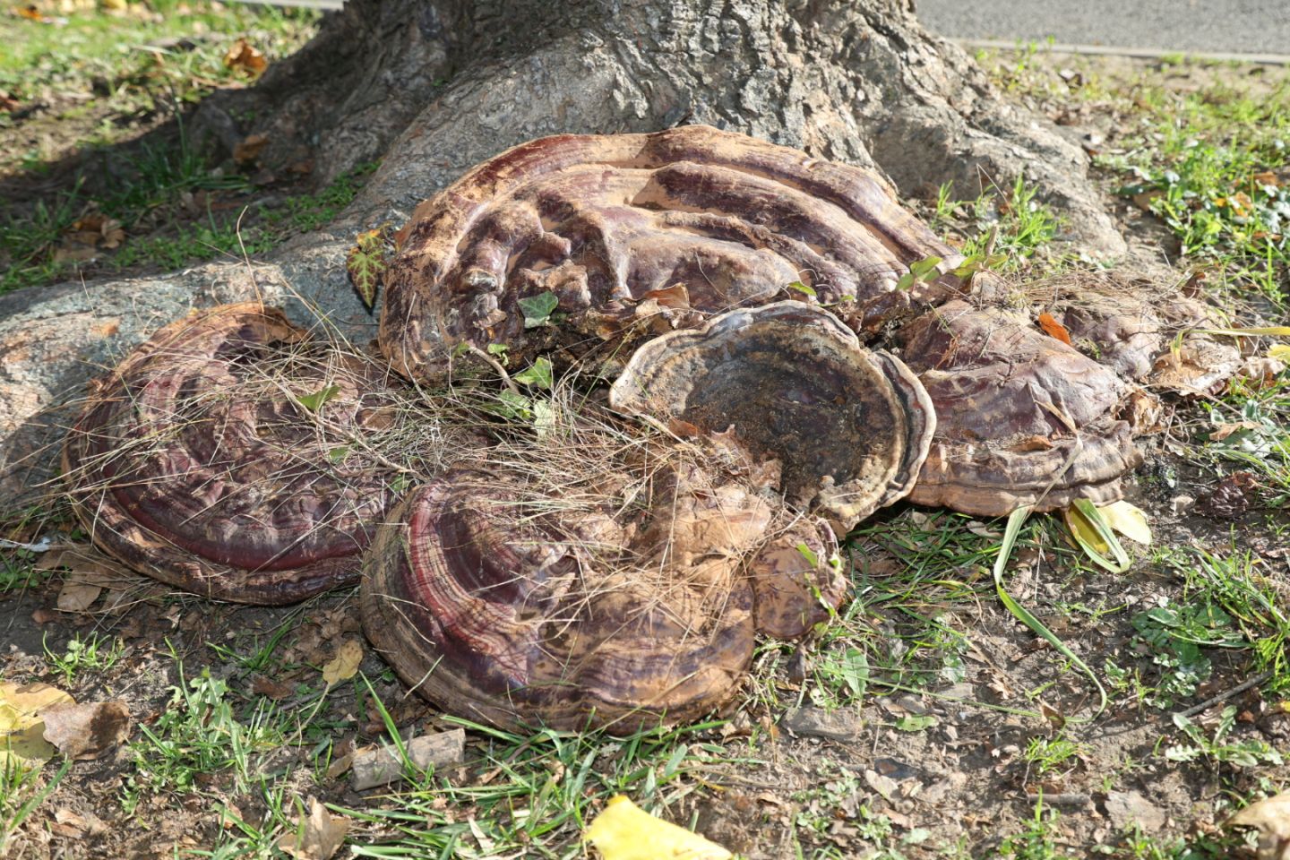 Gljiva Hrastova sjajnica (1)