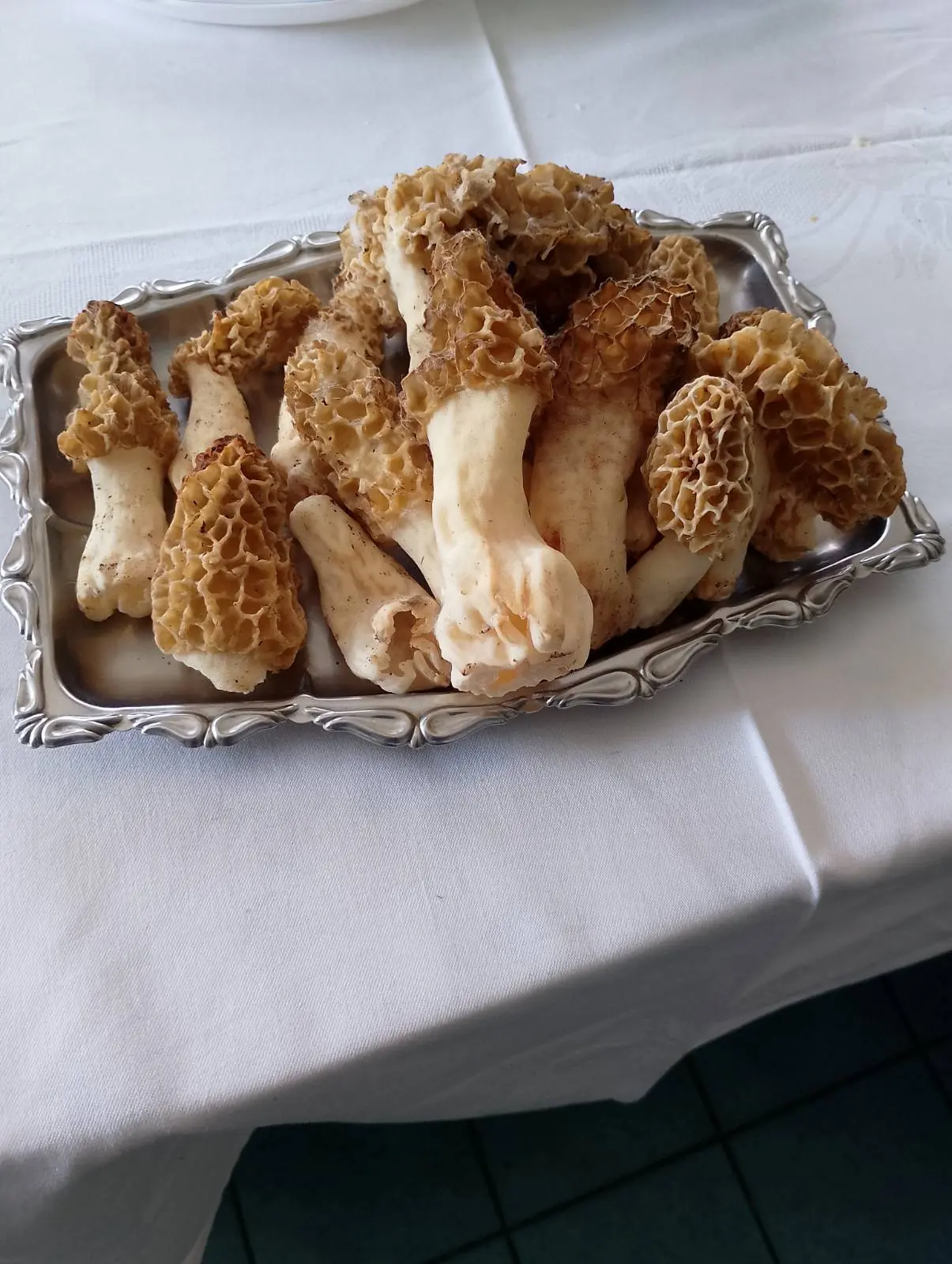 Gljivarsko društvo Smrčak (1) Gljivarsko društvo Smrčak (1)